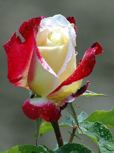 radiance rose