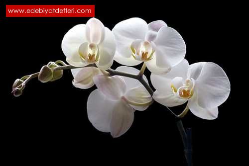 beyaz  orkideler
