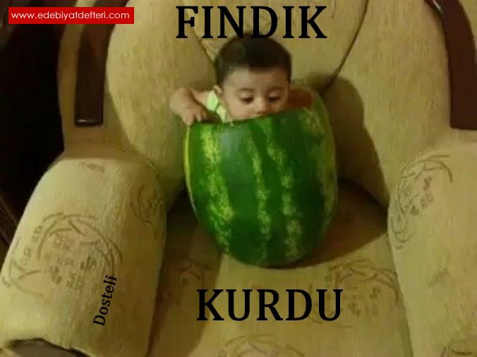 FINDIK KURDU