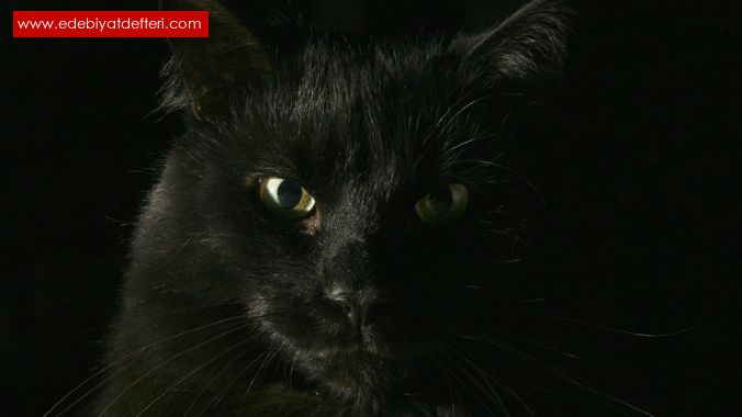 Kedi kara bakl