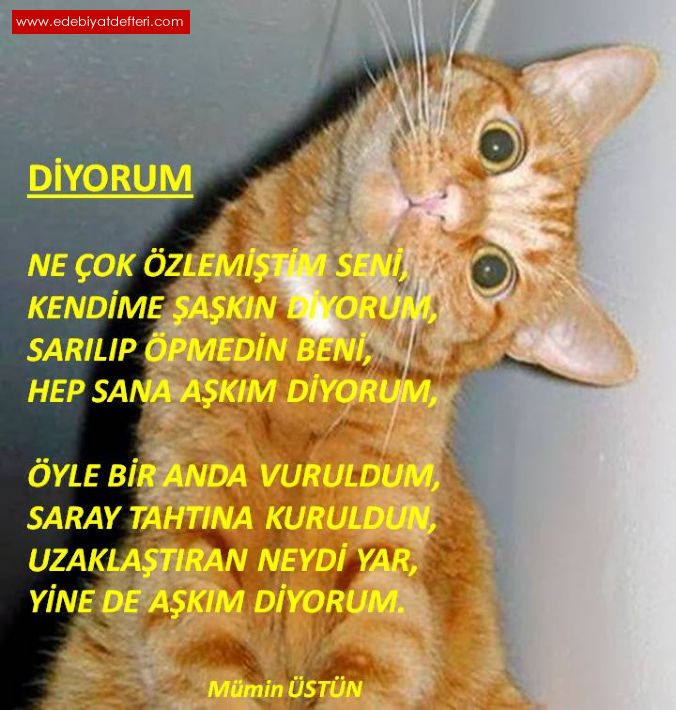 DYORUM