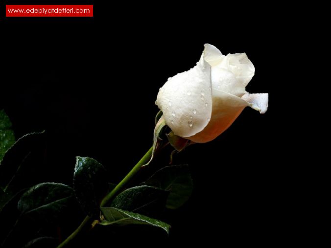 rosa blanca.