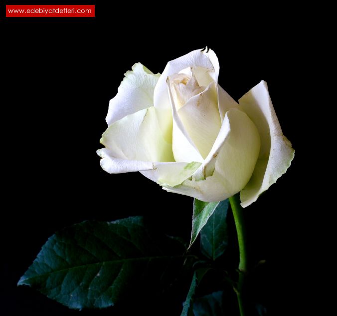 Beyaz güller tak da gel... şiiri - halilşakir - Edebiyatdefteri.