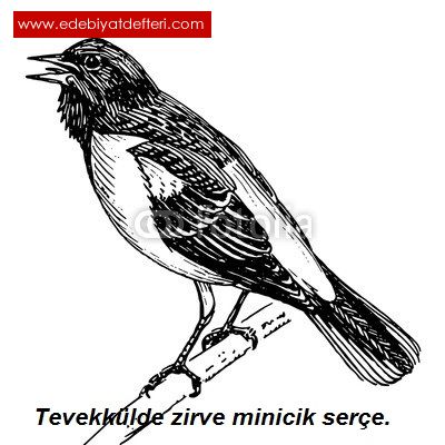 Minicik Sere