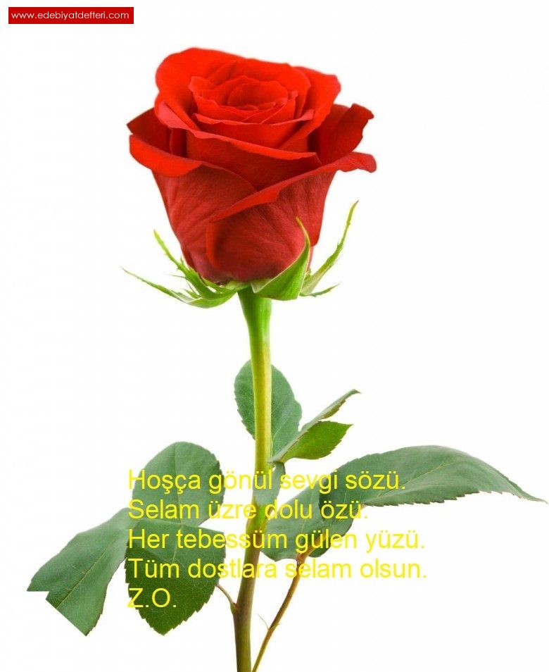 SELAM OLSUN (619)