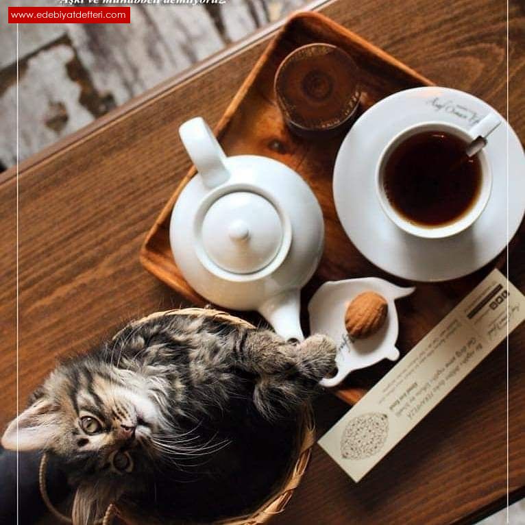 Çay ve kedi masalı şiiri zakir