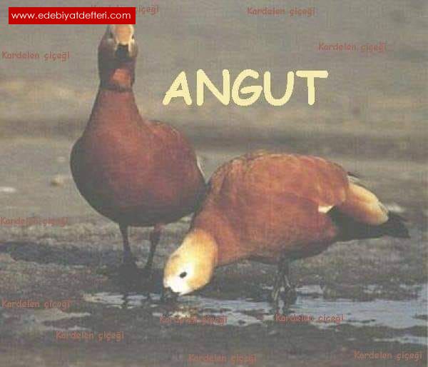 ANGUT