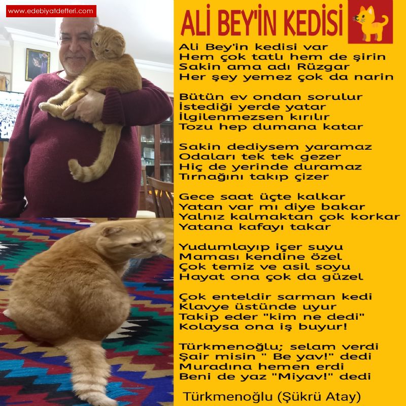 Ali Bey'in Kedisi 🐈