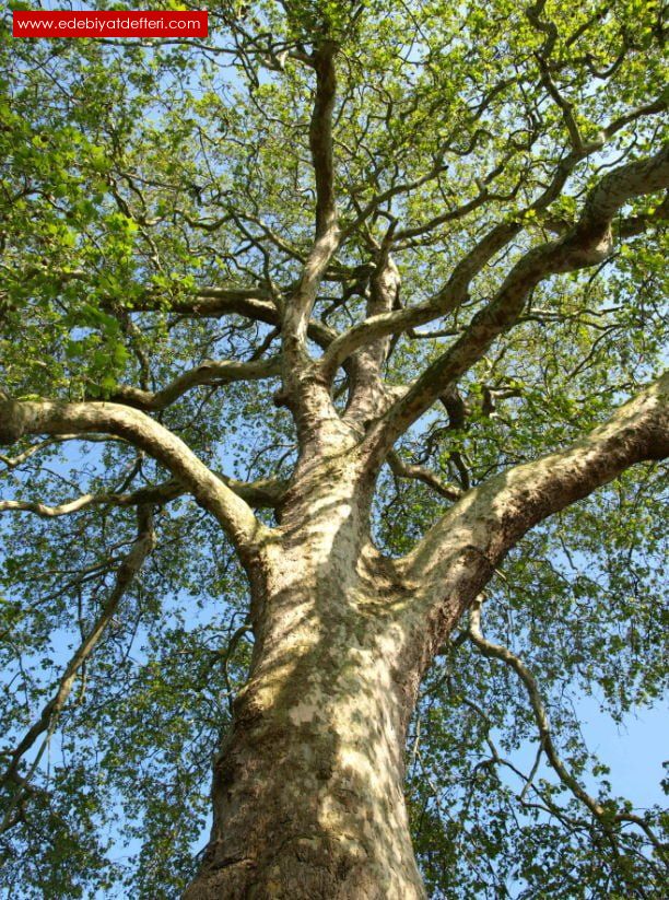 Çınar ağacı