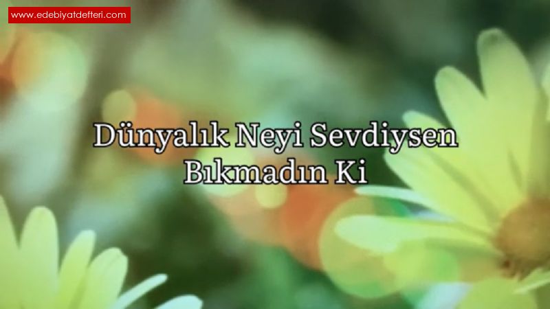 Dnyalk Neyi Sevdiysen Bkmadn Ki