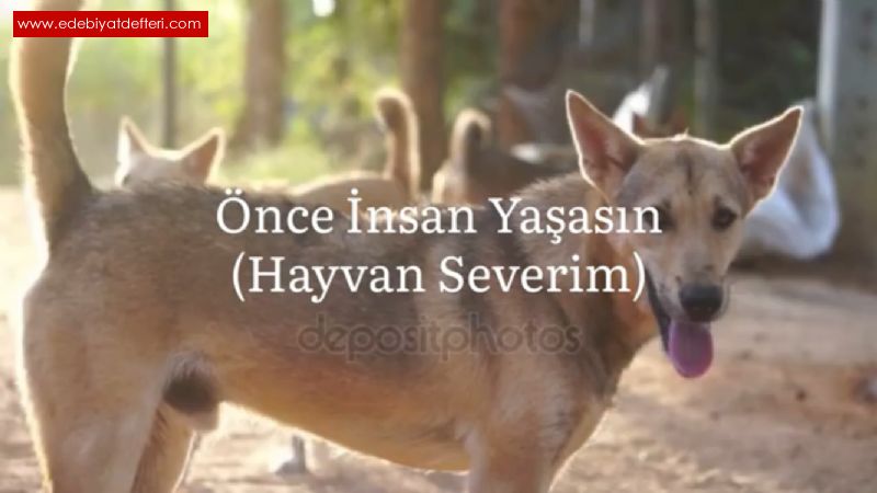 nce nsan Yaasn (Hayvan Severim)