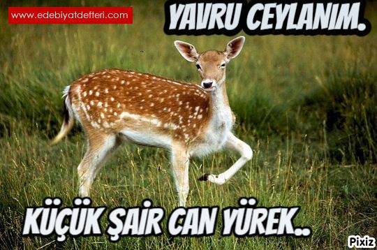 YAVRU CEYLANIM