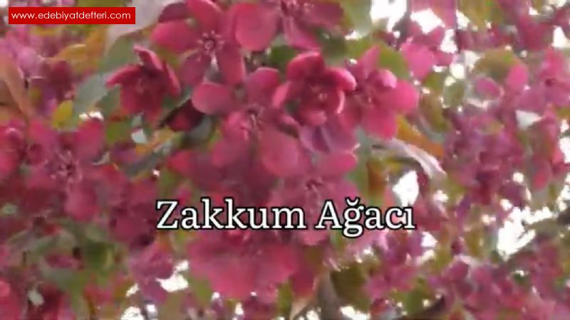 Zakkum Aac