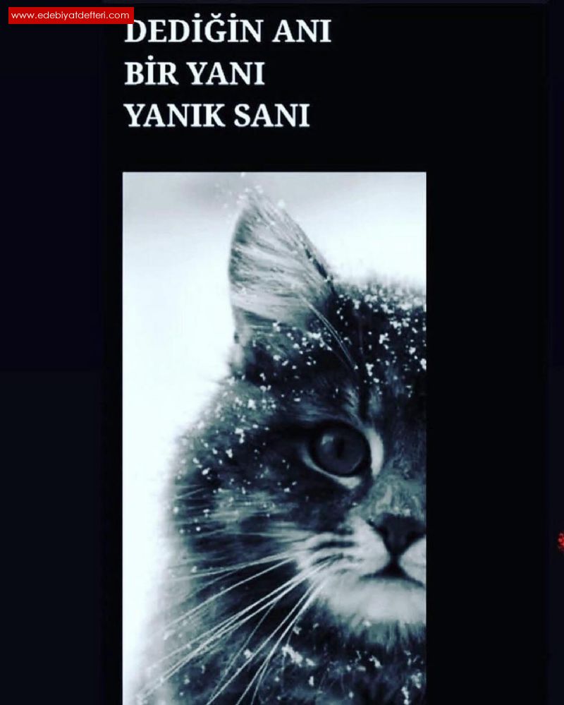 DEDN ANI BR YANI YANIK SANI