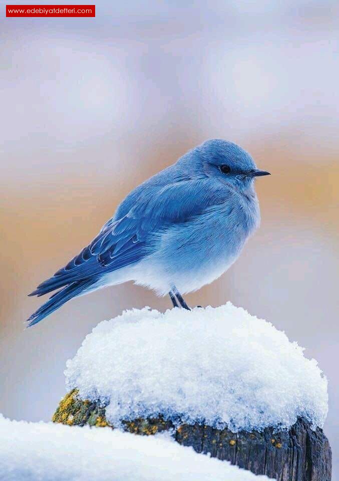 YÜREĞİMİN SONBAHAR KENTİNDE