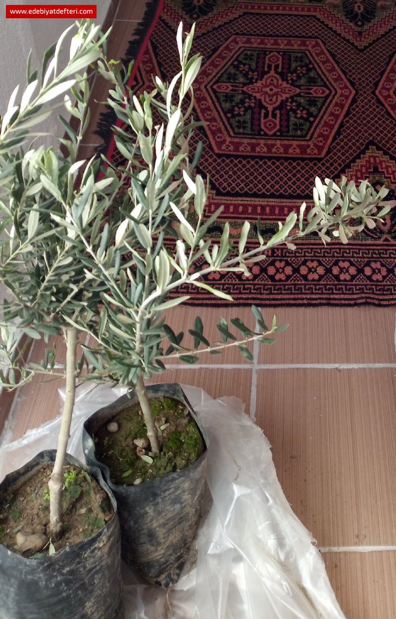 Zeytin Fidan Diktim