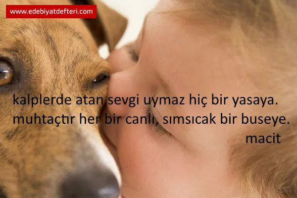 Buse