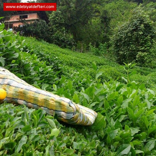 BABAMUN ÇAYLUKLARİ