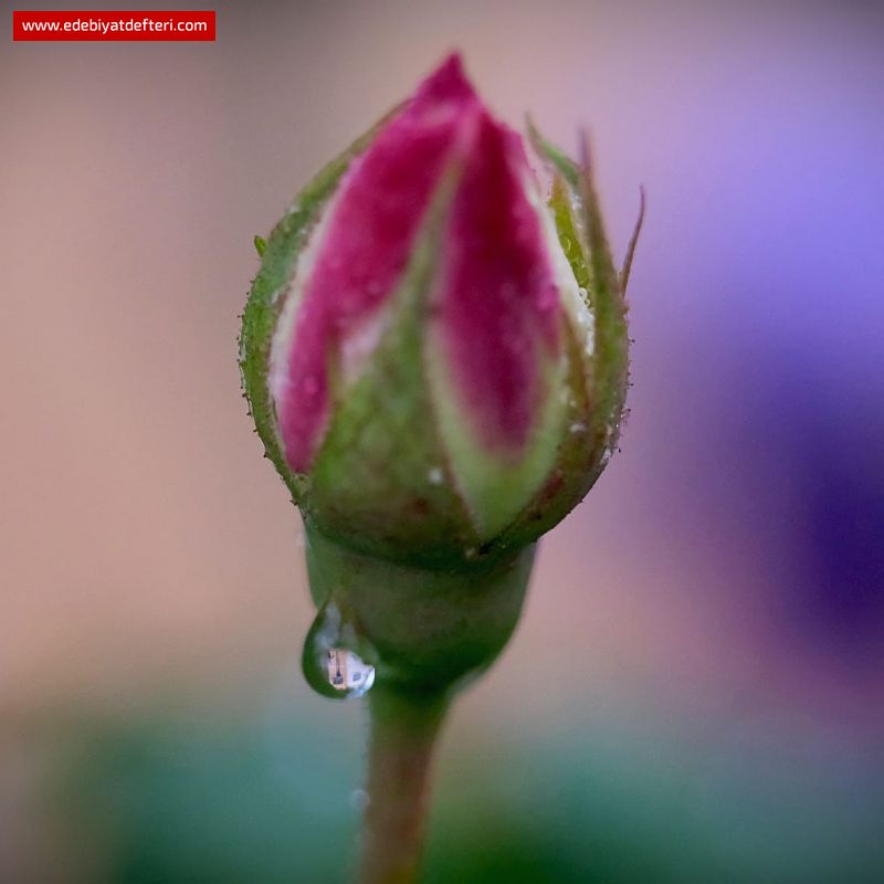 Gözleri Larimar (Pukeleke)
