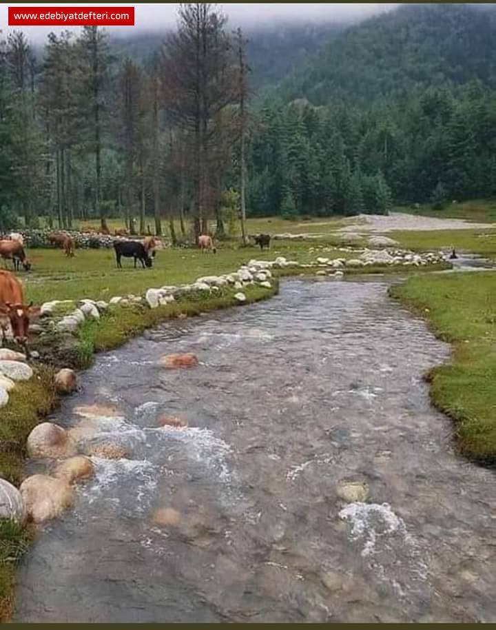 Meczup ve Ak