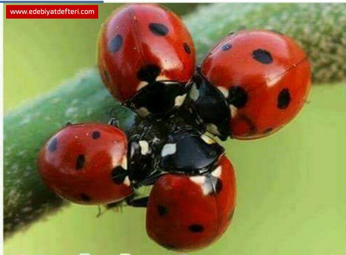 CAN YASTADIR