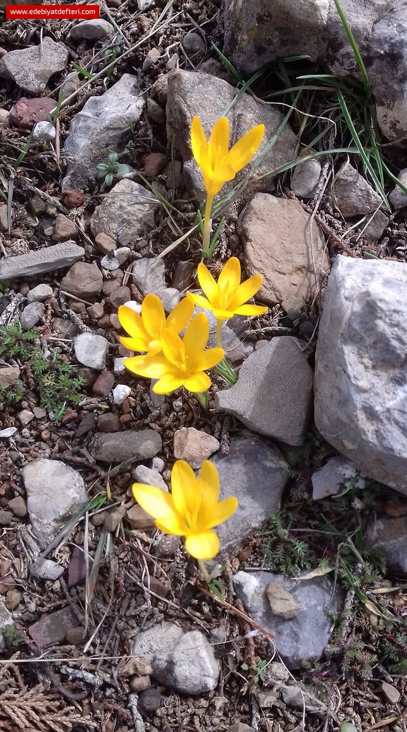 ÇİĞDEMLERLE SOHBET