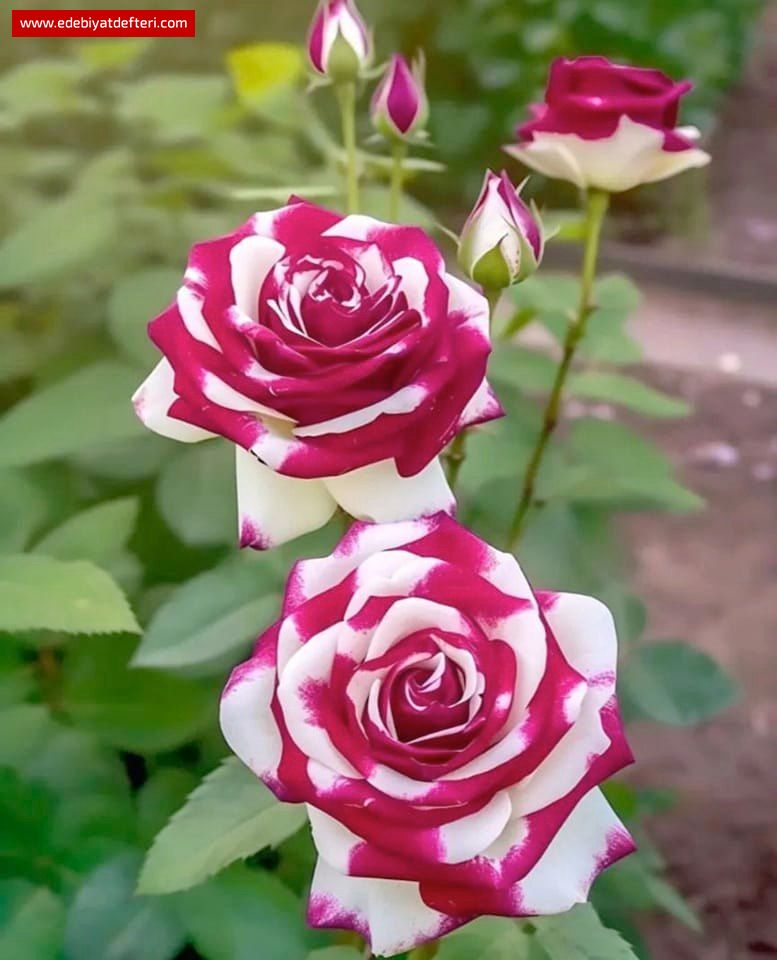 DİKTİĞİN GÜL BAHÇESİNDE (serbest)