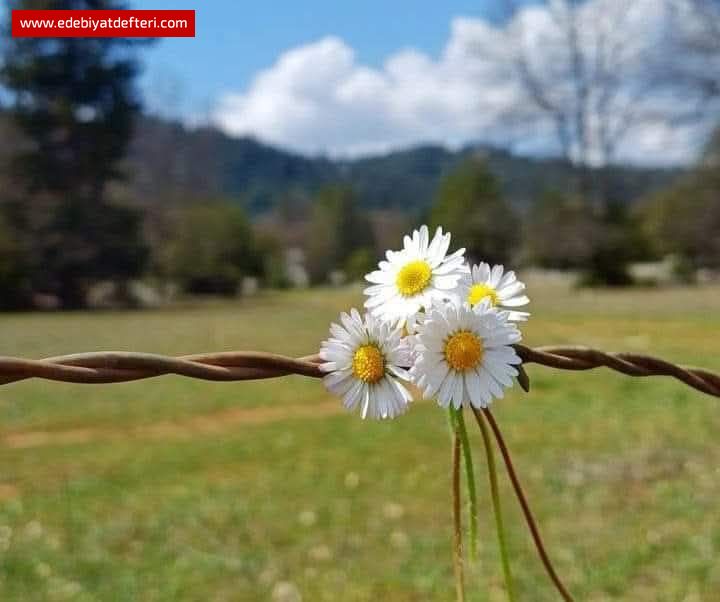YORGUNUM