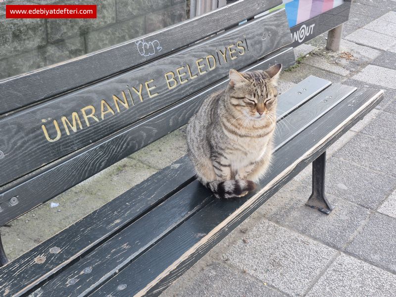 Kedi Mesnevisi