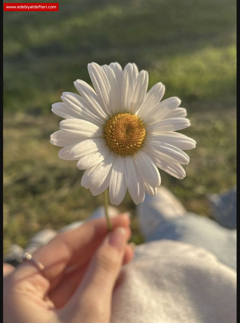 MEZARIM YREN OLSUN