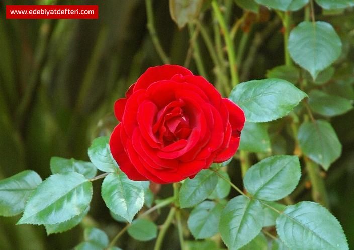 BÜLBÜL AĞLAYAN GÜLÜ GÖRÜP