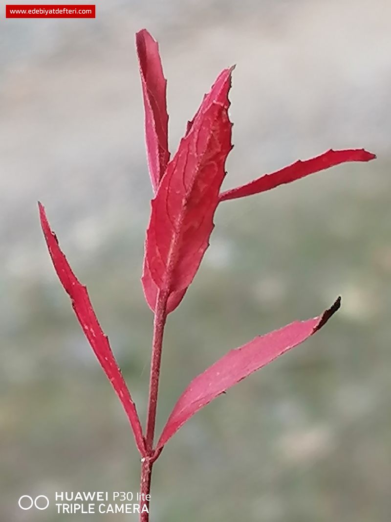 Hayat Bahar Dnya