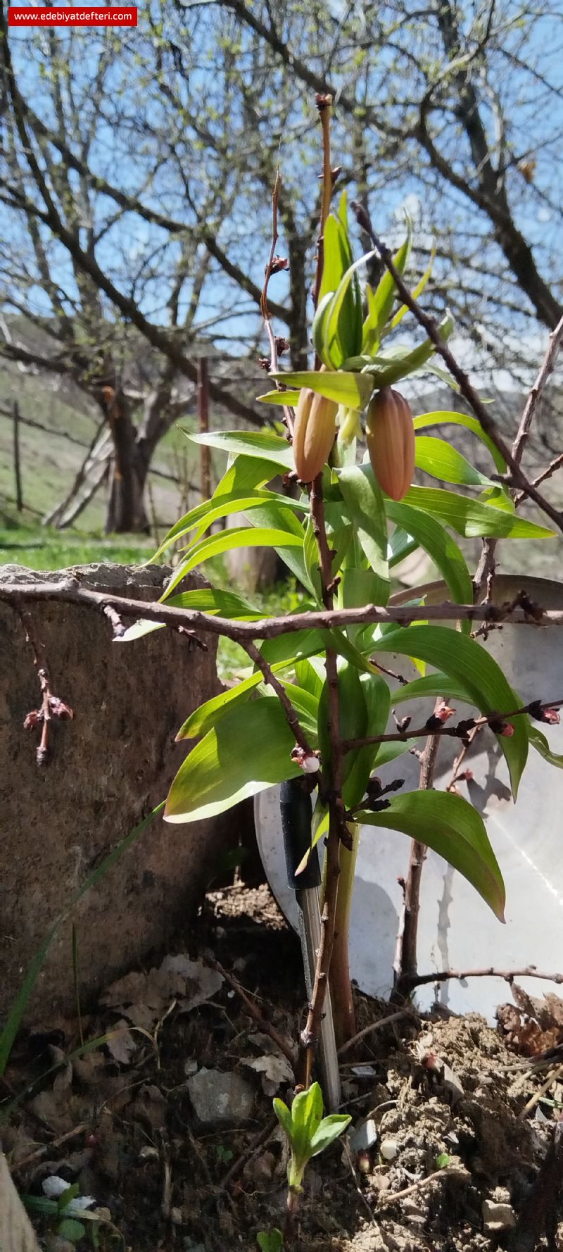 nti'harca Sevmelerim