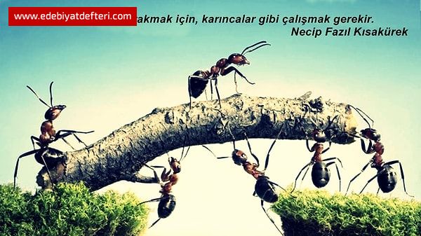 EMEN ZDM