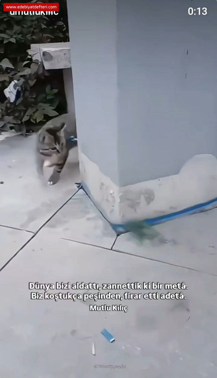 Dnya