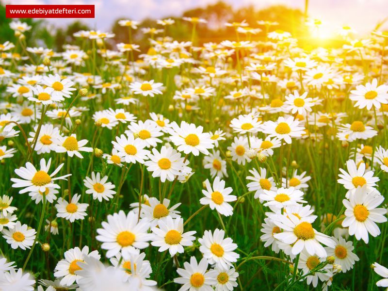 KİRLİ SEPETİ DEĞİL OYSA GÖNÜL...