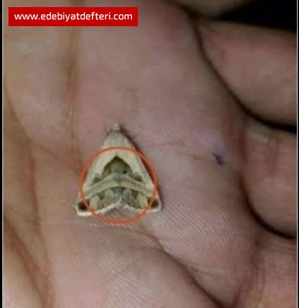 SENI GÖRDÜM RÜYAMDA-MESCIDI AKSA