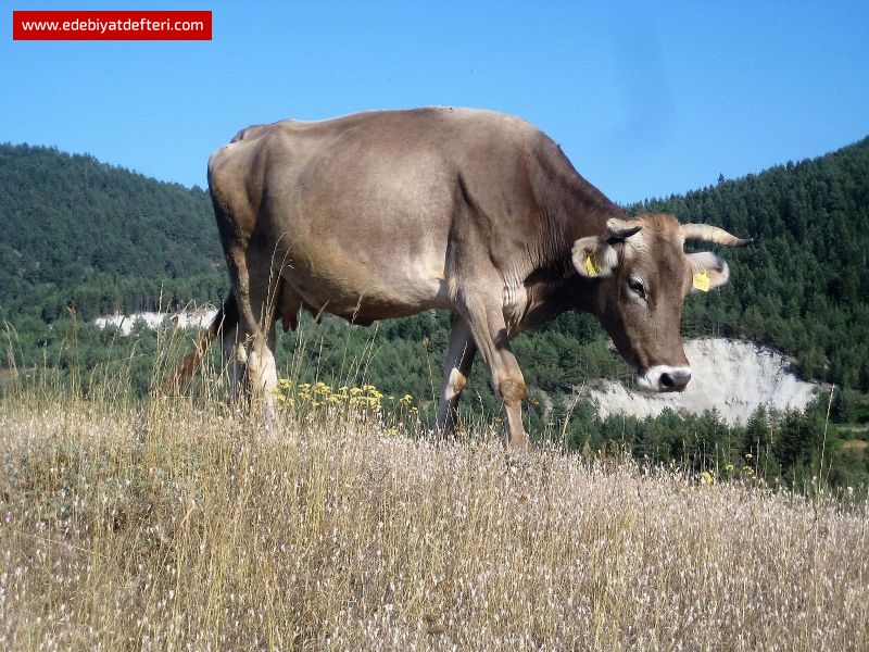 KURBAN BAYRAMINIZ MÜBAREK OLSUN