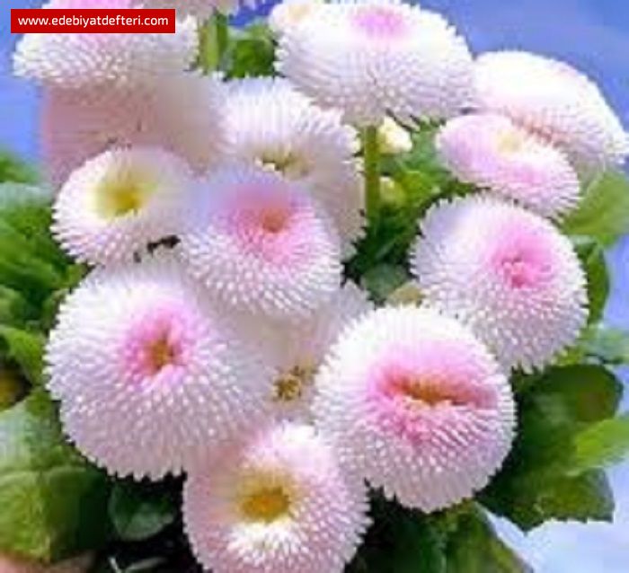 YAR OLSAYDIN