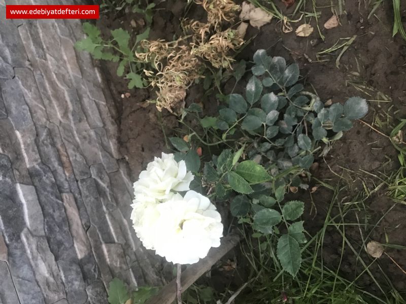 HOŞGÖRÜYÜ YAKMAKTA!