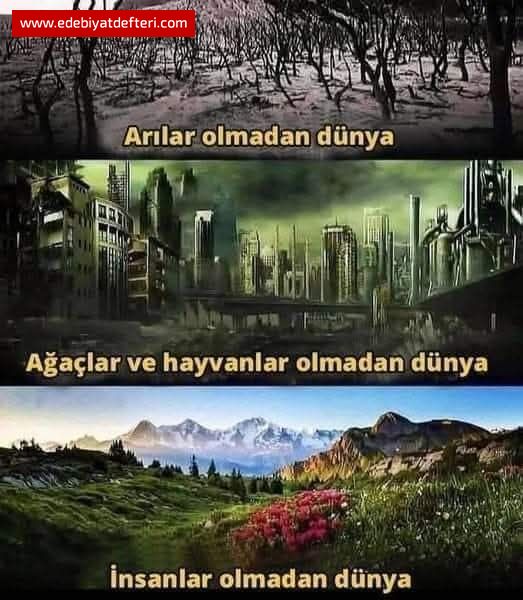 BOZMA DOAYI