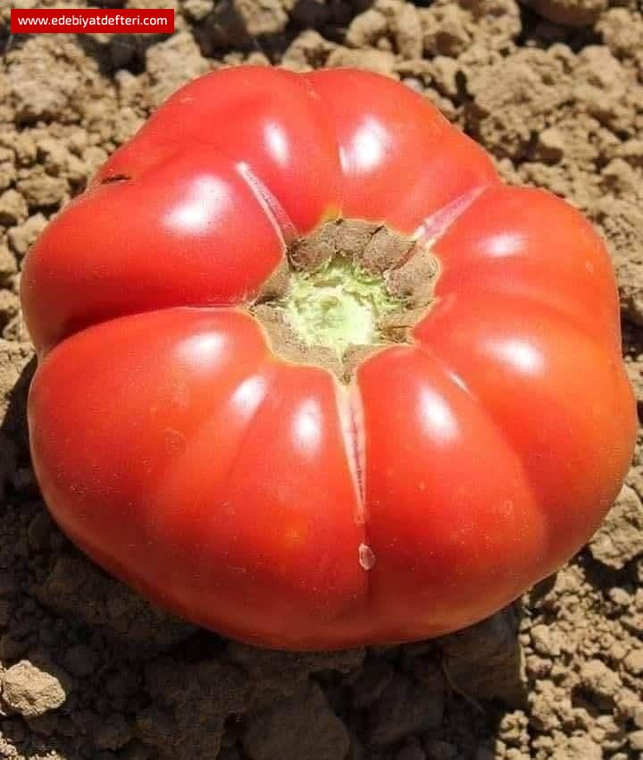 VAZGEERM