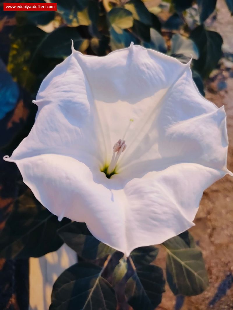 YAZLAR GEÇTİ GÜZE GELDİK