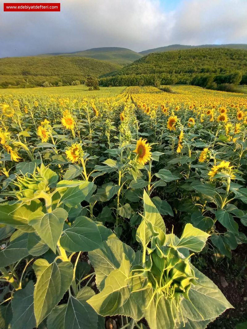 Derman ise taşın içindeki tohum.