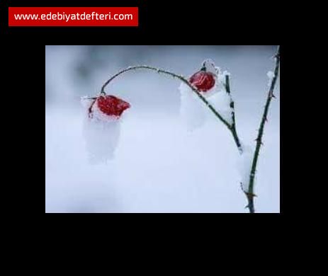 Kardelenin gövdesini karların arasından çıkarması gibidir karşılıksız sevmek