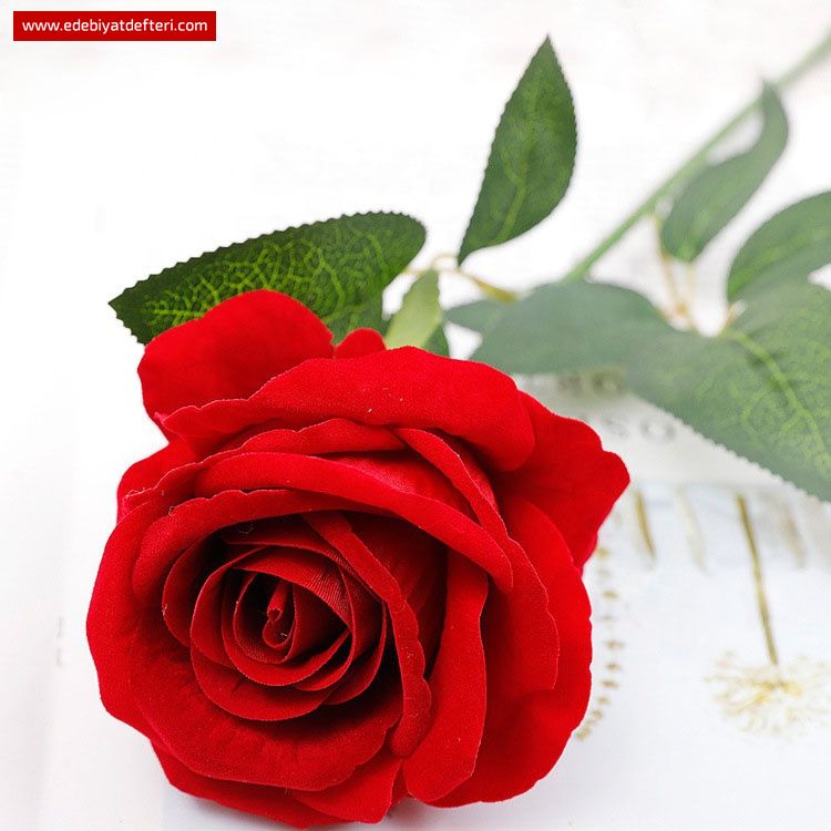 Seni Sevmeyi Durduramıyorum