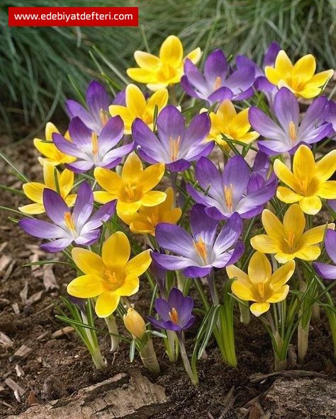 DERYÂ-YI EŞK (Gözyaşı Gazeli)