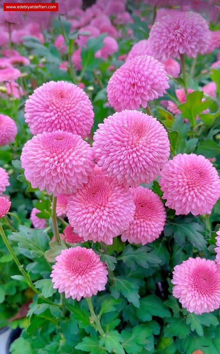 RÂYİHA-İ CANAN (Kokun Gazel)