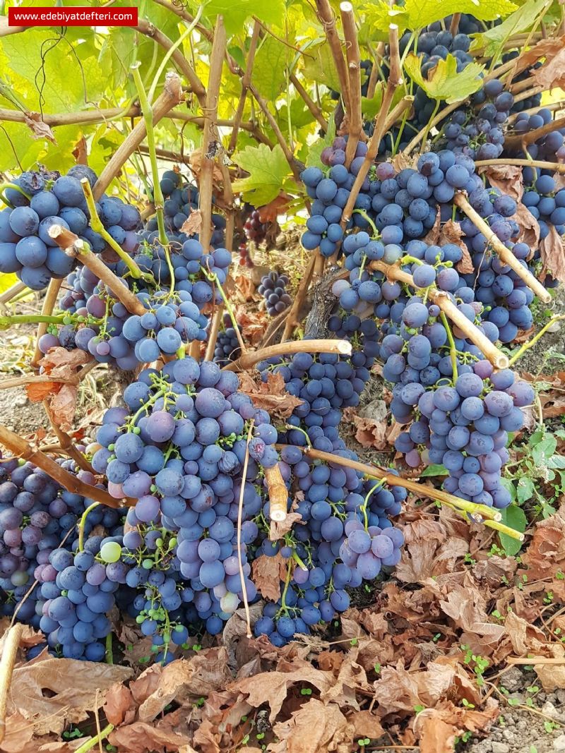 Toprağın Sabır İlahisi