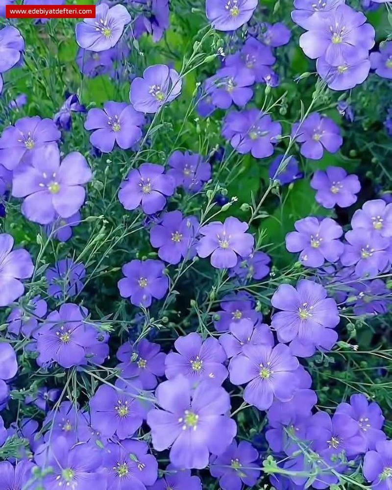 Kelâm-ı Pâk Gazeli